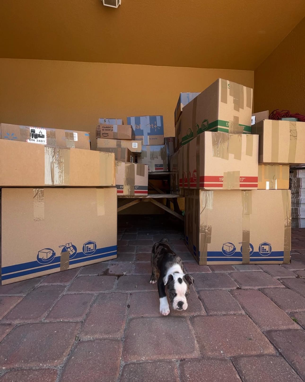 Zoe cuidando das encomendas no armazém